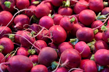 Freshly harvested, purple colorful radish in the market. Growing radish. Health vegetable background.Selective focus.