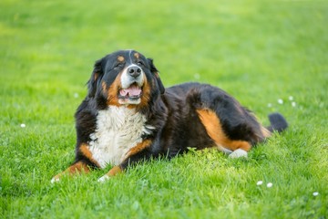 Bernese Mountain Dog portrait