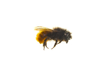 bee isolated on white background