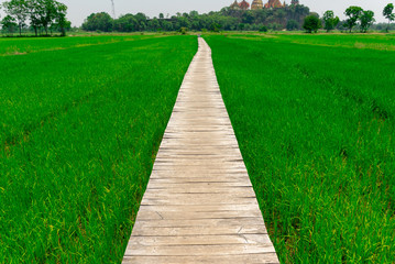 Fototapeta na wymiar Rice farm green paddy and wooden bridge