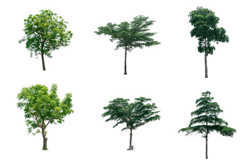 Collection trees of isolated on white background