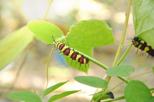caterpillar climbing and feeding on butterfly pea branch in garden