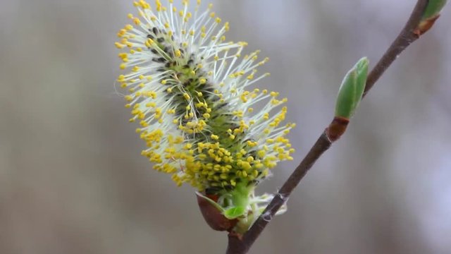 Buds of the willow blossom in early spring. So willow bush is flowering. Its flowers give a lot of pollen.