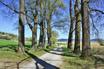 Dirt road among trees and nature