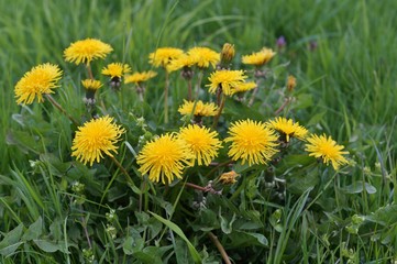 Flowering dandelion - beautiful green areas of the city
