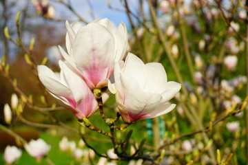 Beautiful white magnolia. Indirect magnolia.  Soulange magnolia
