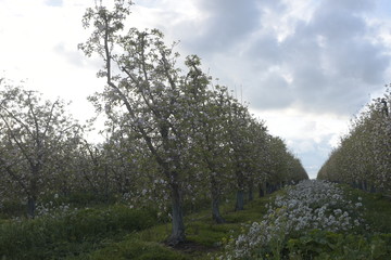 Obraz premium Campo de manzanos en flor, filas, hierba silvestre, cielo nuboso