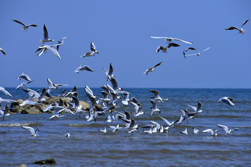 Seagulls fly in free