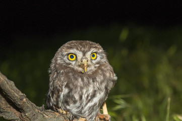 portrait of cute little owl with bokeh