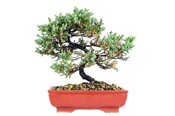 Pine Juniper bonzai on white background