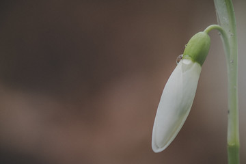 Schneeglöckchen