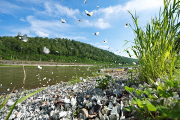 Russia. The South Of Western Siberia. The last days of millions of butterflies-cabbage white river...