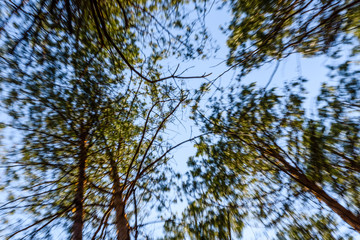 Tall pine trees in a forest on spring. Looking up concept and blurred motion