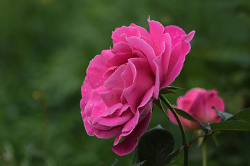 Bahçede pembe renkli, güzel, narin gül