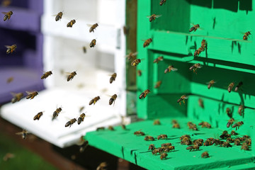 close up of flying honey bees in front of their hive