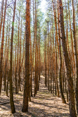 Rows of the tall pine trees in a forest on spring