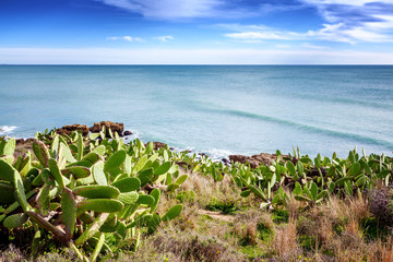 Fototapeta na wymiar Beautiful coast of the ocean, Algarve, Portugal. Cacti grow on rocks, stunning seascape