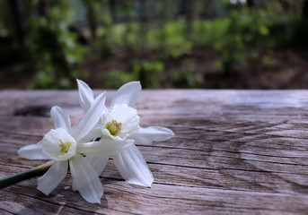 Closeup beautiful white daffodils on a brown wooden background closeup. Spring flowers. Spring background. Greeting card for Valentine's Day, Woman's Day and Mother's Day.Empty space for your text.
