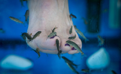 Fish spa pedicure and foot fish spa