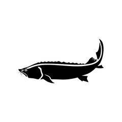 Beluga or the king-fish. Fish vector icon
