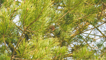 Scots pine needles and cones Pinaceae, Shallow Depth of Field Spring 2018 Nature Photography