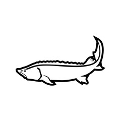 Beluga or the king-fish. Fish vector icon