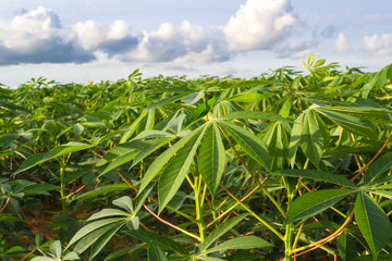 green field of cassava farm