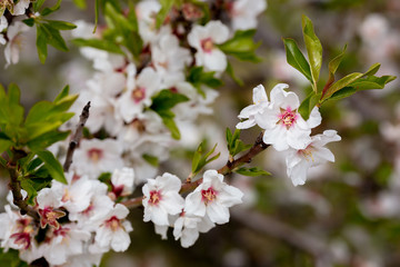 Naklejka premium Almond blossom in Cyprus