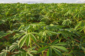 green field of cassava farm