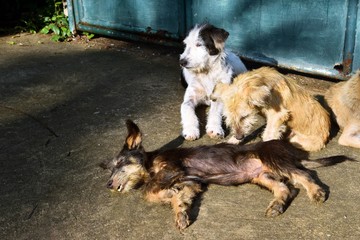 Fototapete bei efototapeten.de bestellen   