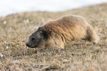 Marmotte