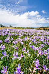 Fototapeta premium Beautiful view to fields of wonderful colored flowers plants tulips cloves blossom warm sunny summer spring day with blue sky relaxing nature landscape, Table Cape Tulip, Wynyard, Tasmania, Australia
