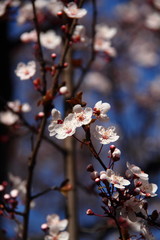 ベニバスモモ01