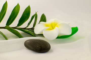 Fototapeta na wymiar Spa still life on white background, relaxation and spa concept. Green leaves and black wet stones.