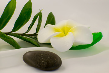 Spa still life on white background, relaxation and spa concept. Green leaves and black wet stones.