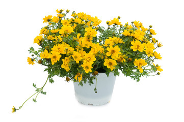 flowers in plastic pots over white