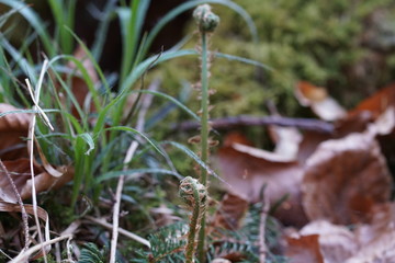 Frühlingsblumen im Wald