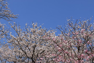 桜　青空の背景