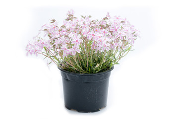 flowers in plastic pots over white