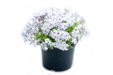 flowers in plastic pots over white