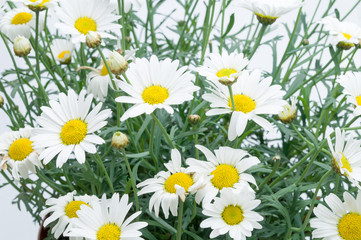 flowers in plastic pots over white