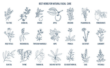 Fototapeta na wymiar Best medicinal herbs for natural facial care