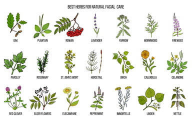 Best medicinal herbs for natural facial care © foxyliam