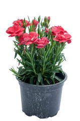 flowers in plastic pots over white