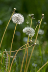 pissenlit blanc vers pistil vent graine