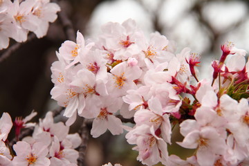 桜59