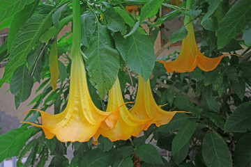 Melek borusu çiçeği , Brugmansia