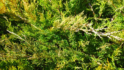 Beautiful juniper in the garden on a bed.