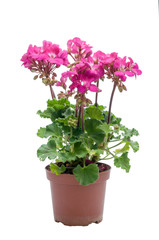 flowers in plastic pots over white