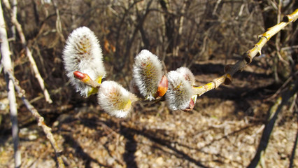 Fluffy buds on a spring tree.